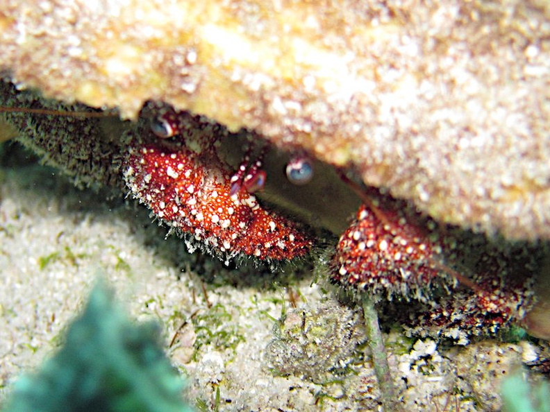 IMG_8964 White Speckled Hermet Crab.jpg